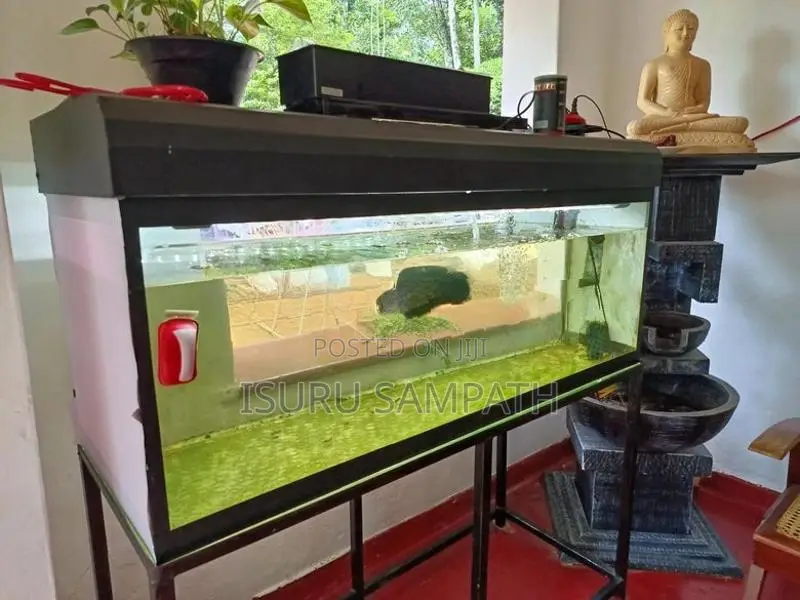 Fish Tank