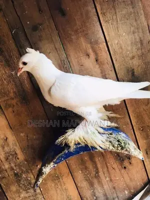Boot Pigeon