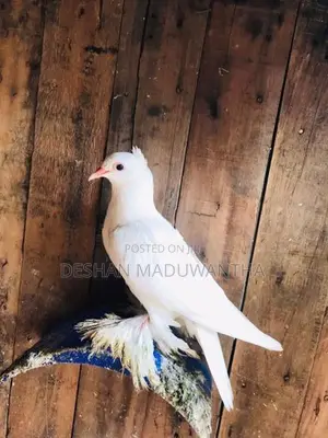 Boot Pigeon