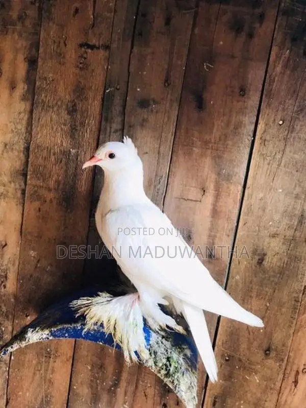 Boot Pigeon