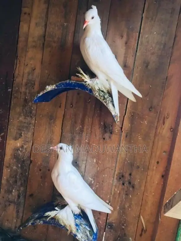 Boot Pigeon