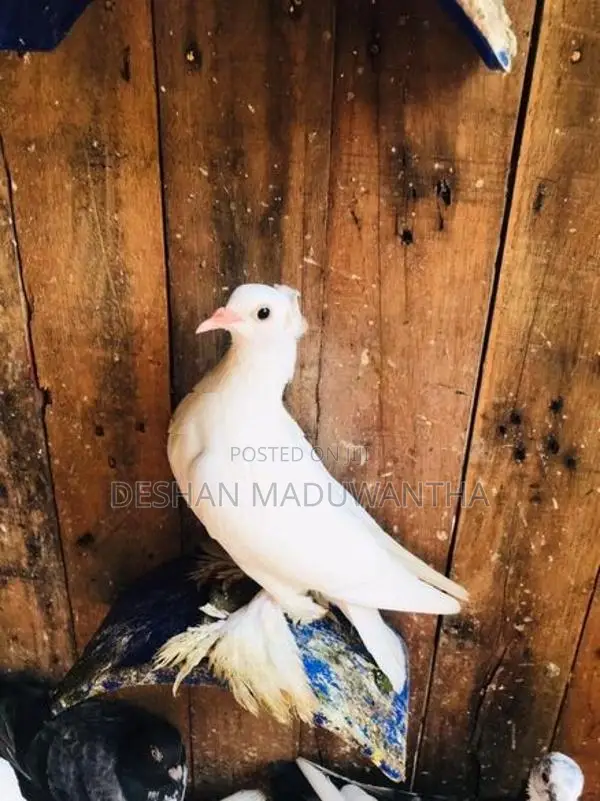 Boot Pigeon