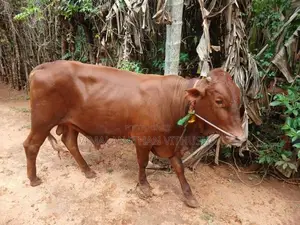 Nampan Kandu