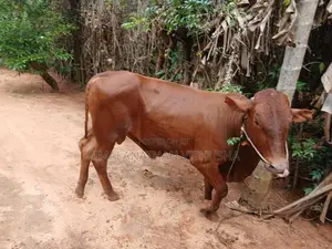 Nampan Kandu