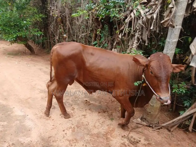 Nampan Kandu