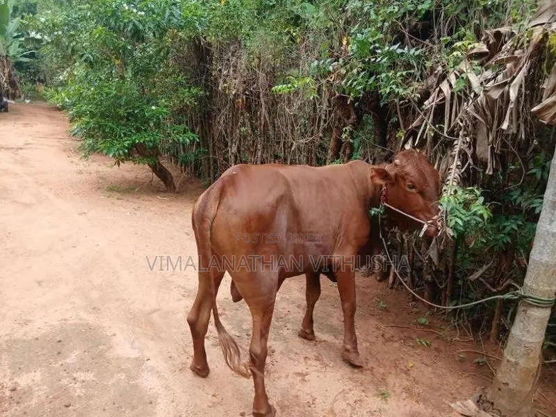 Nampan Kandu