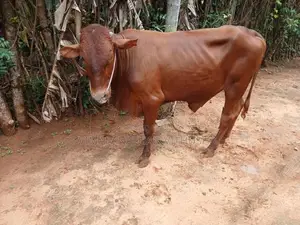 Nampan Kandu