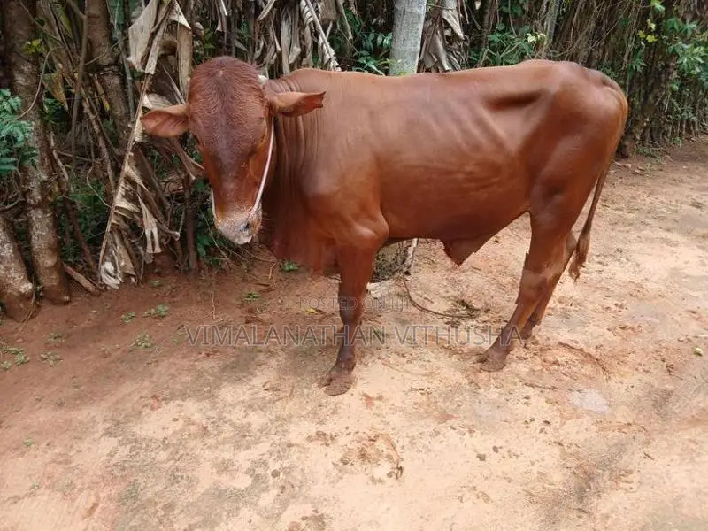 Nampan Kandu