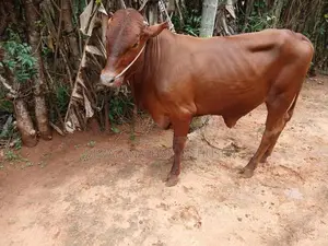 Nampan Kandu