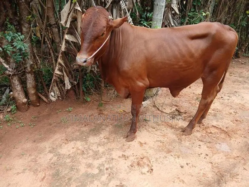 Nampan Kandu