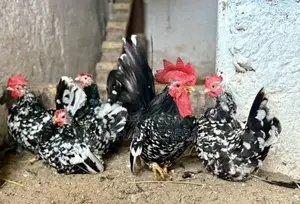 Japanese Bantam
