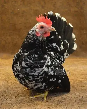 Japanese Bantam