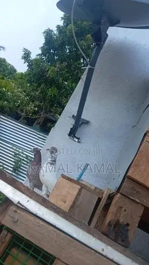 நன்கு பறக்க கூடியவை
