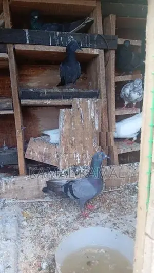 நன்கு பறக்க கூடியவை