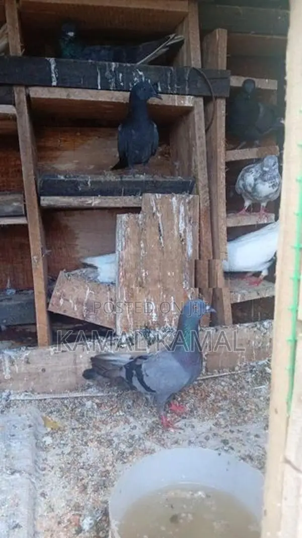 நன்கு பறக்க கூடியவை