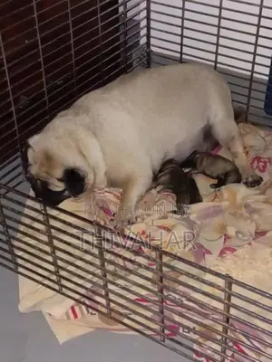 Pug Puppies