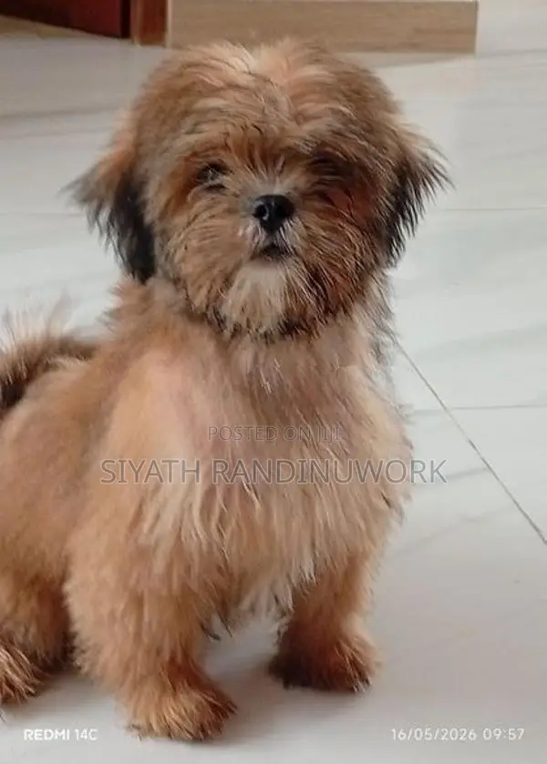 Shih Tzu Puppy
