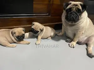 Pug Puppies
