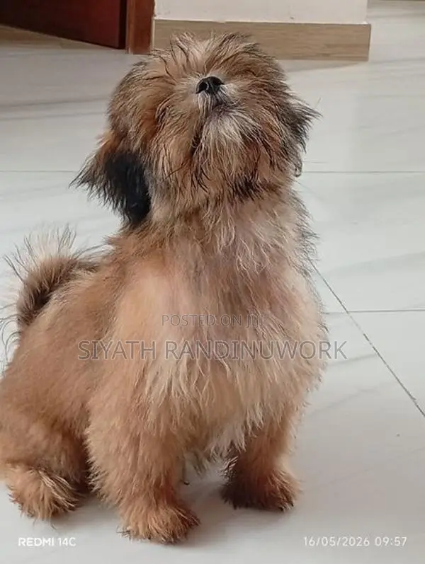 Shih Tzu Puppy