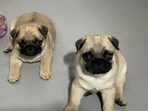 Pug Puppies