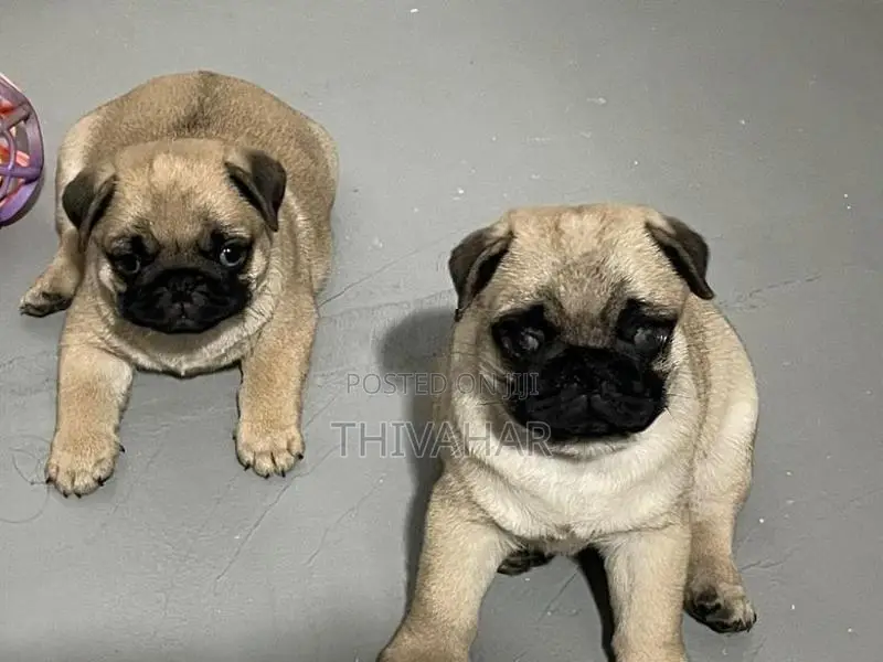 Pug Puppies