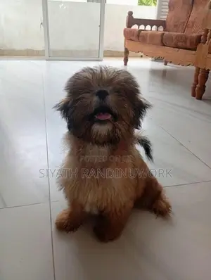 Shih Tzu Puppy