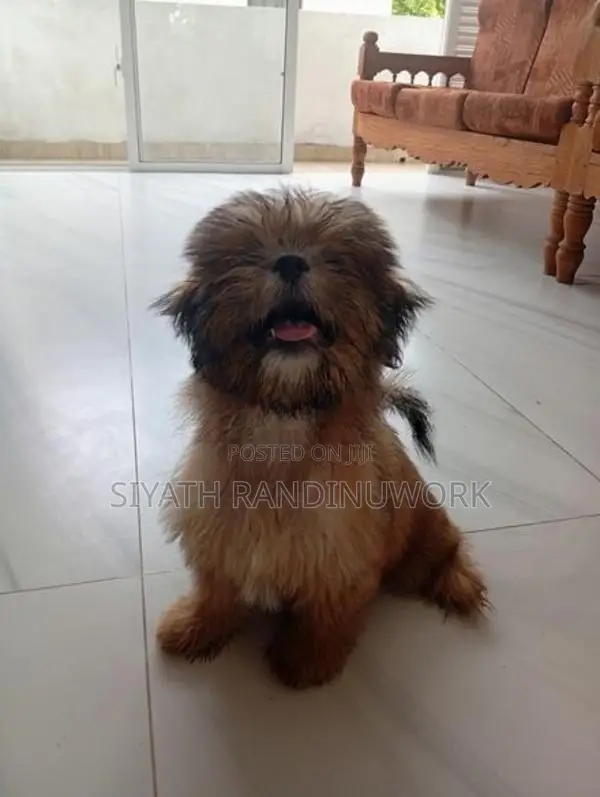 Shih Tzu Puppy