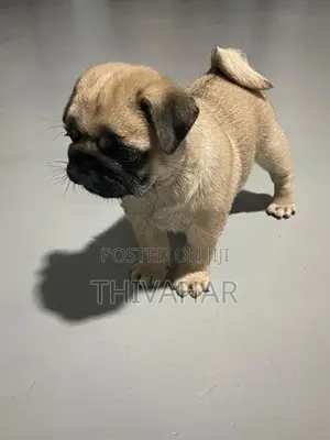 Pug Puppies