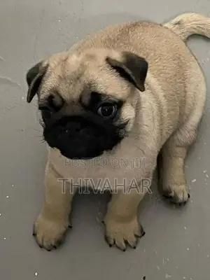 Pug Puppies