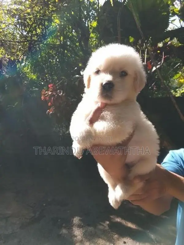 ගෝල්ඩන් රෙට්‍රිවර් පැටවුන්