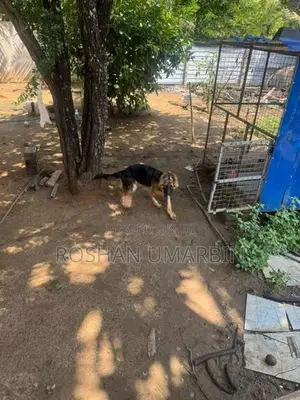 German Shepherd