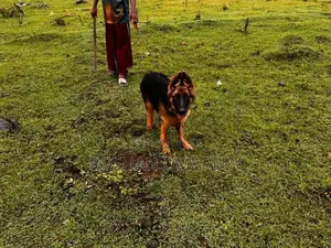 German Shepherd