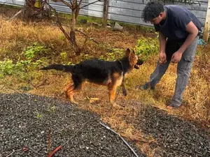German Shepherd