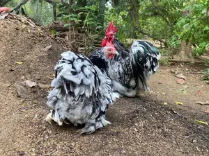Chicks Pair