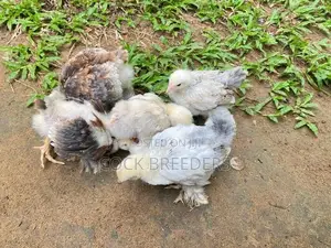Chicks Pair
