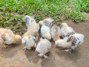 Chicks Pair