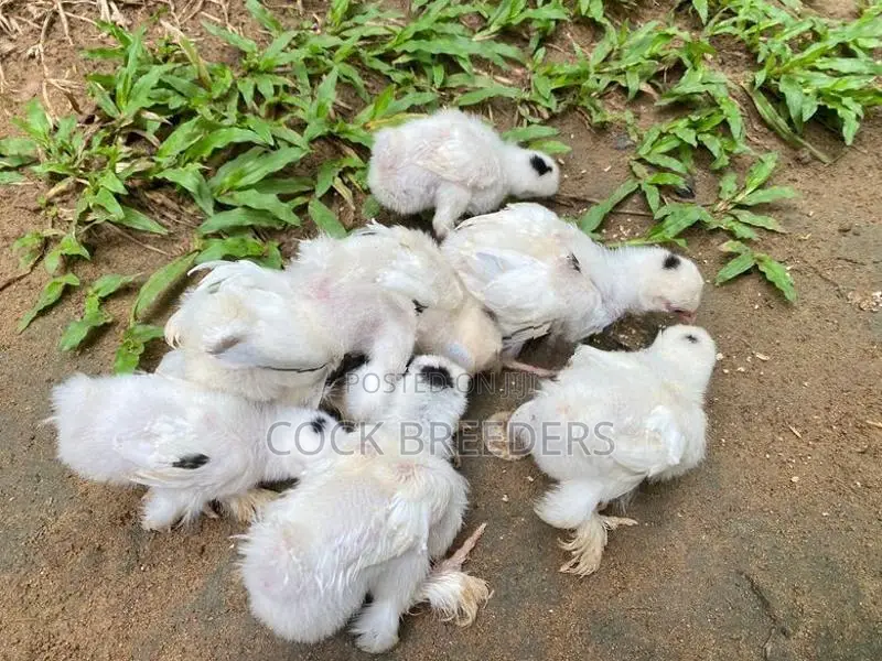Chicks Pair