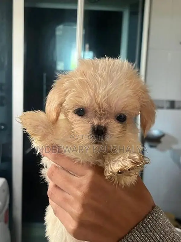 Shih Tzu Puppies