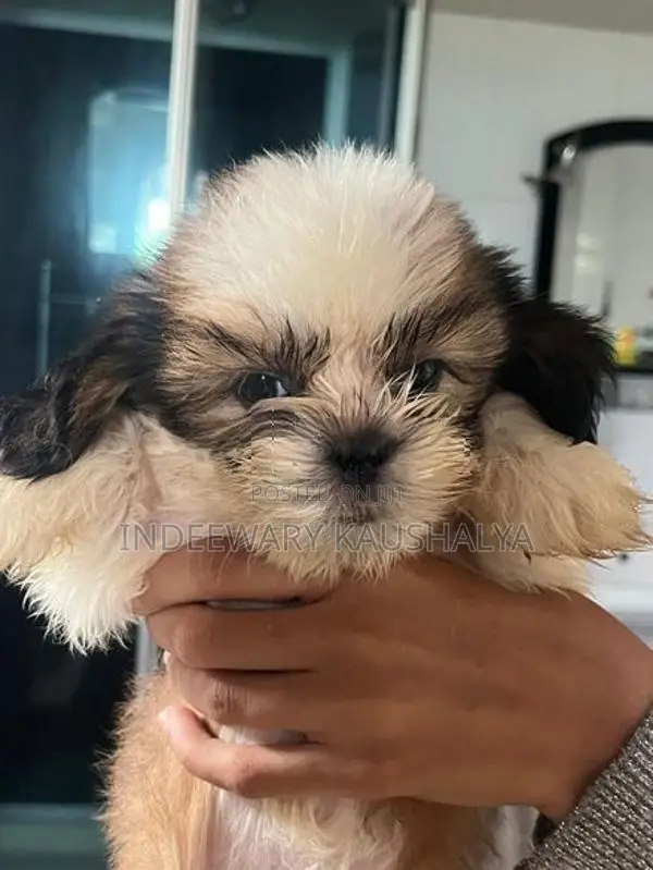 Shih Tzu Puppies