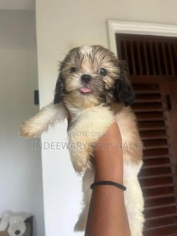 Shih Tzu Puppies