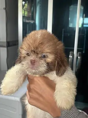 Shih Tzu Puppies