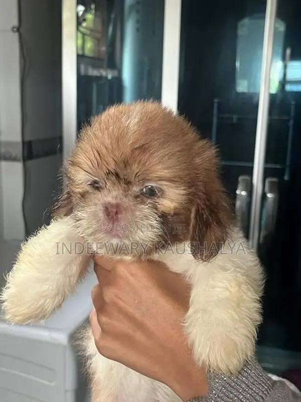 Shih Tzu Puppies