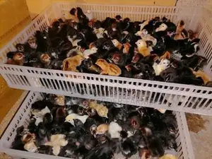 Day Old Country Chicks