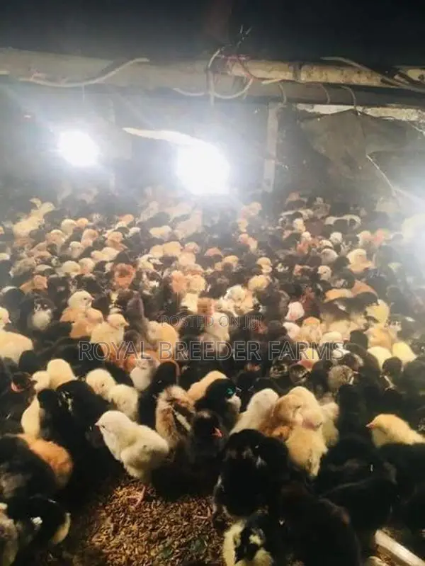 Day Old Country Chicks