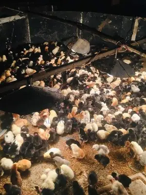 Day Old Country Chicks