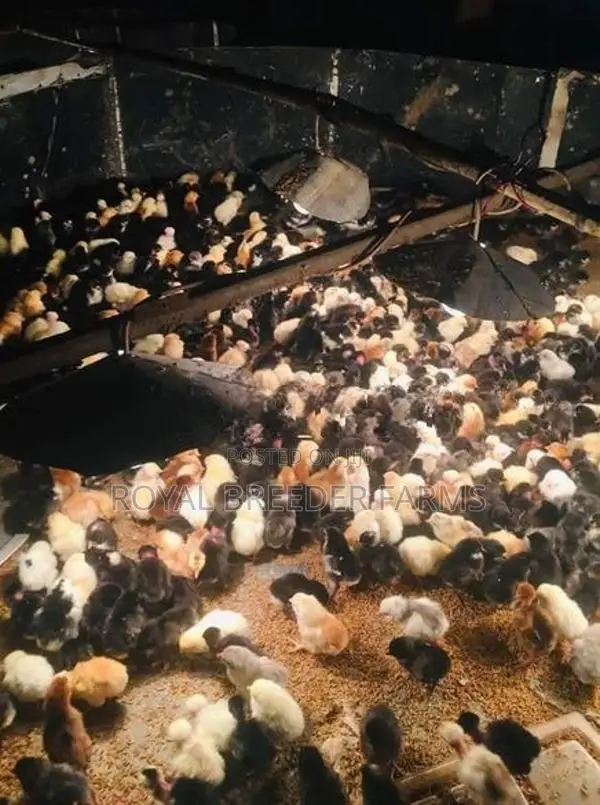 Day Old Country Chicks