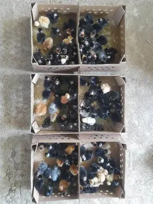 Day Old Country Chicks