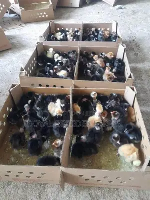Day Old Country Chicks