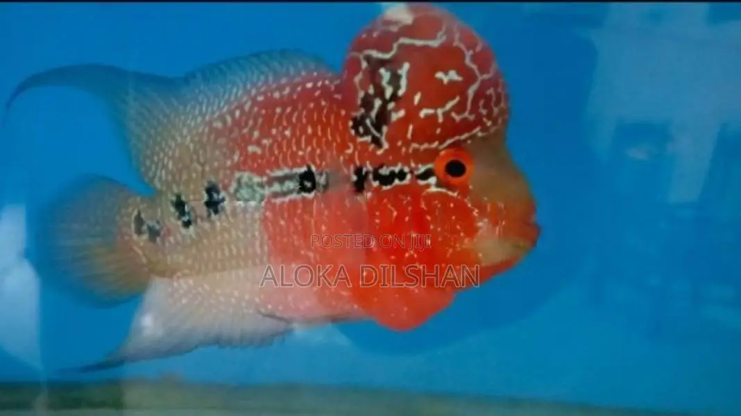 Flowerhorn Fish