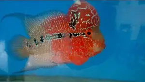 Flowerhorn Fish